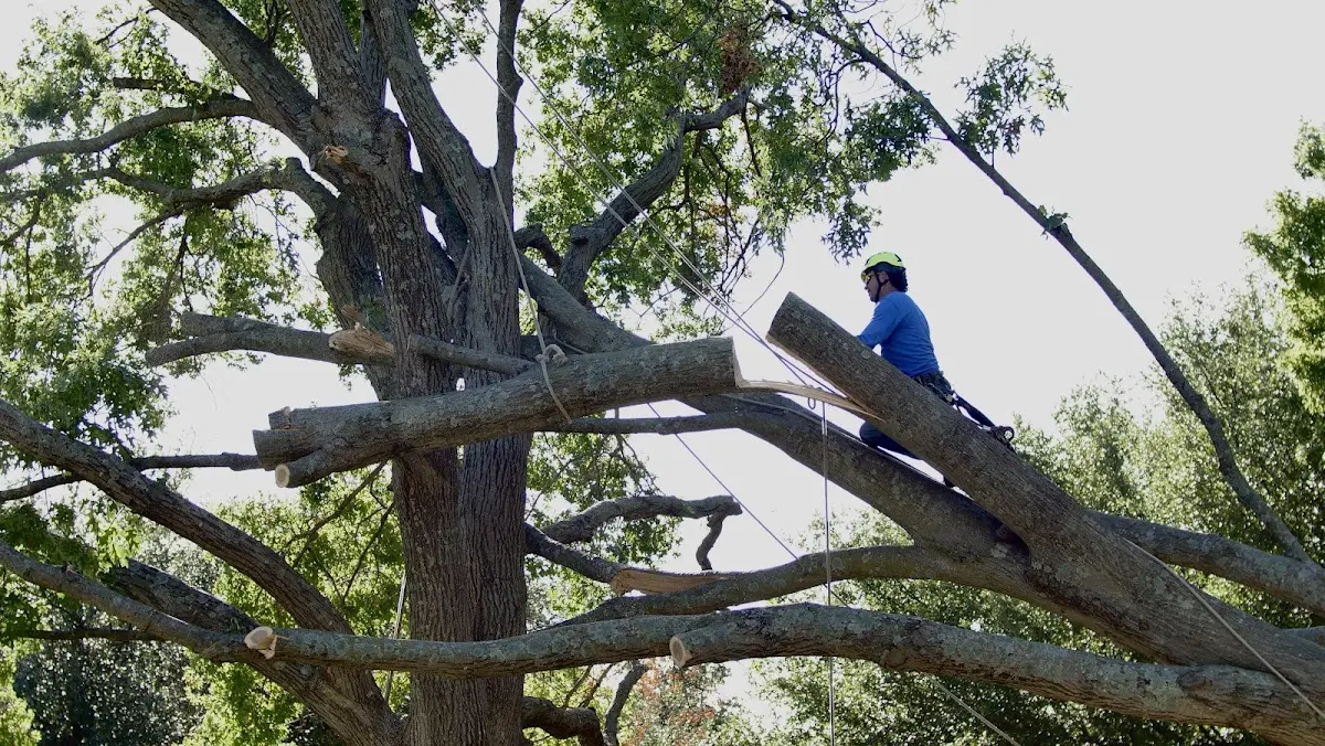Professional Crown Thinning performed by certified arborists in Bluff City